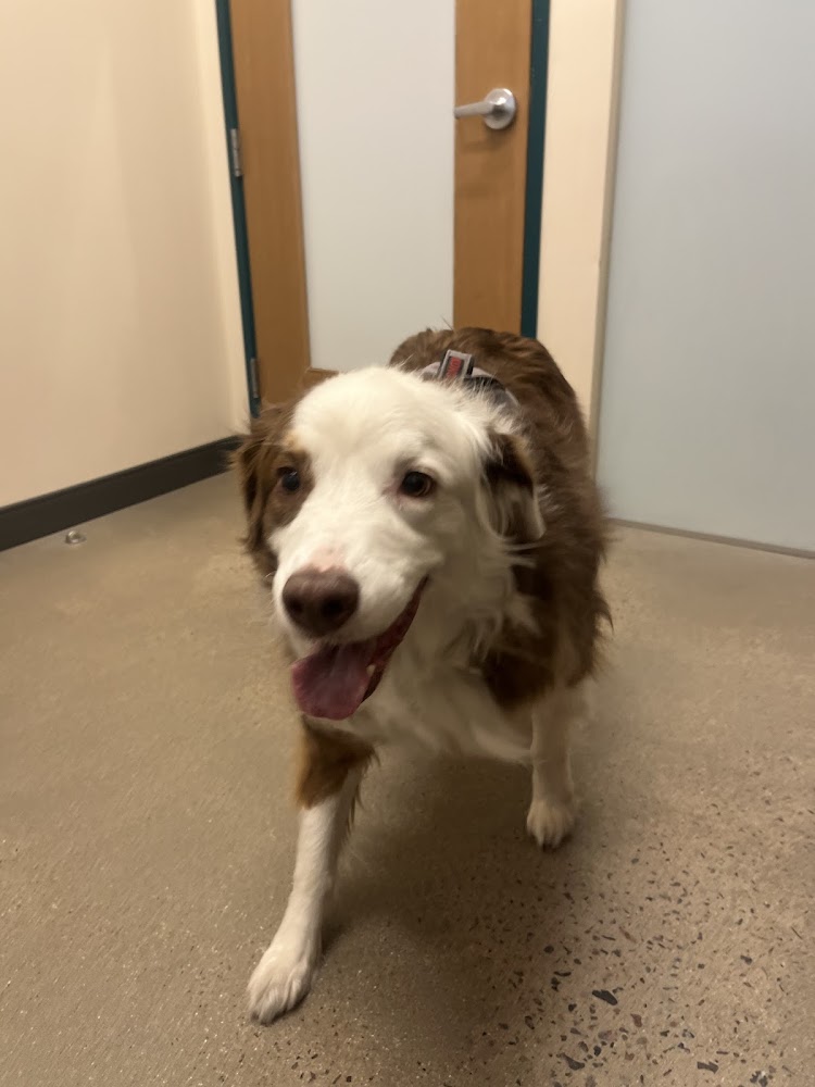 Sploot Veterinary Care - 9+CO