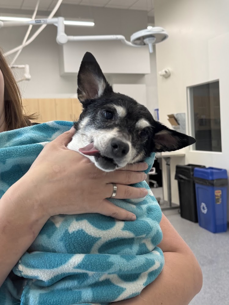Five Points Animal Hospital
