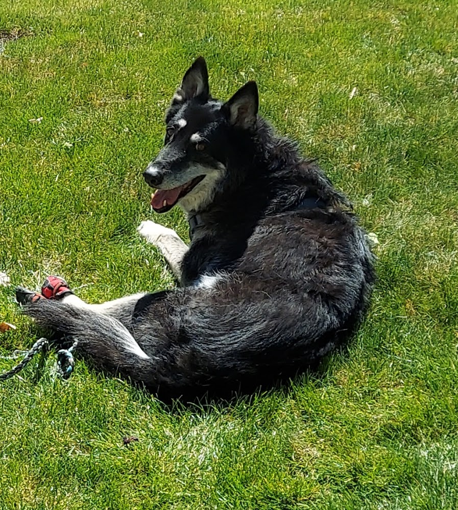 CodaPet - At Home Pet Euthanasia
