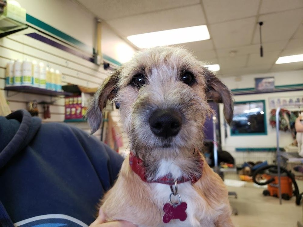 West Denver Veterinary Hospital & Wellness