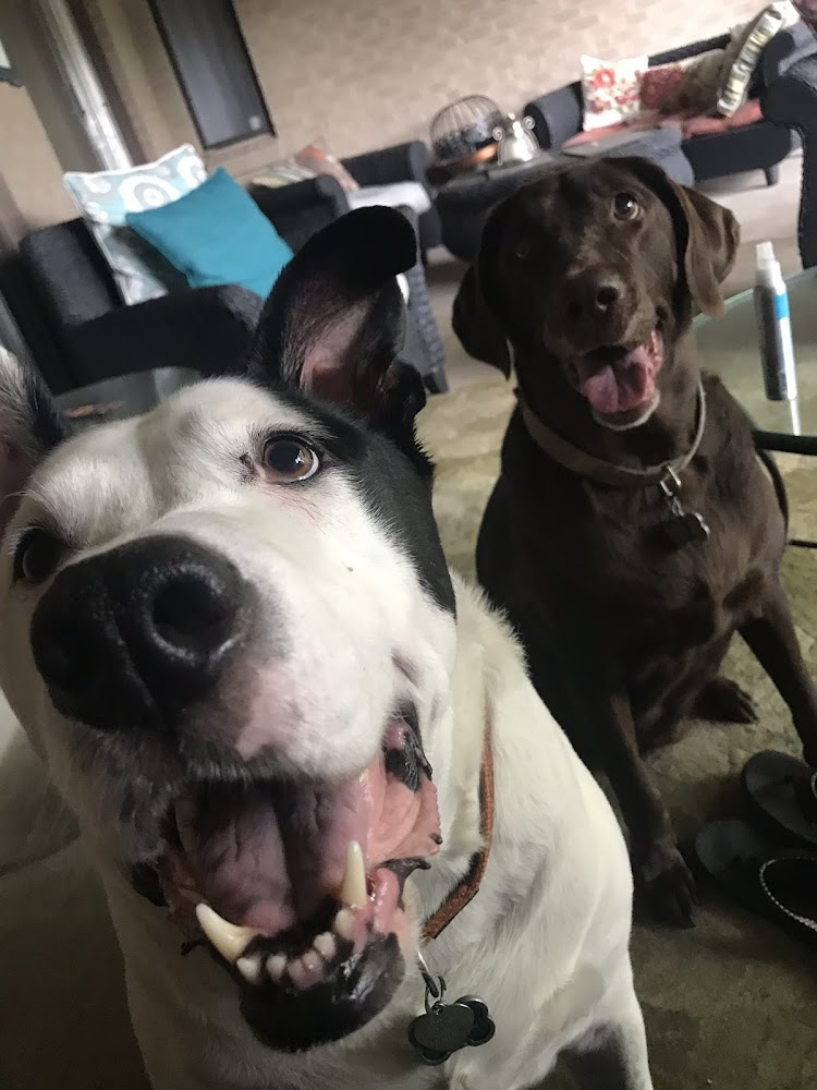 Belcaro Animal Hospital