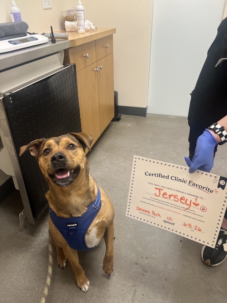 Sploot Veterinary Care - Commons Park