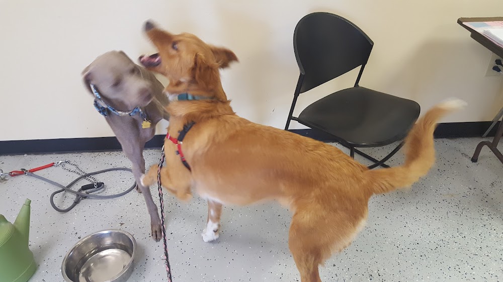 Downtown Animal Care Center