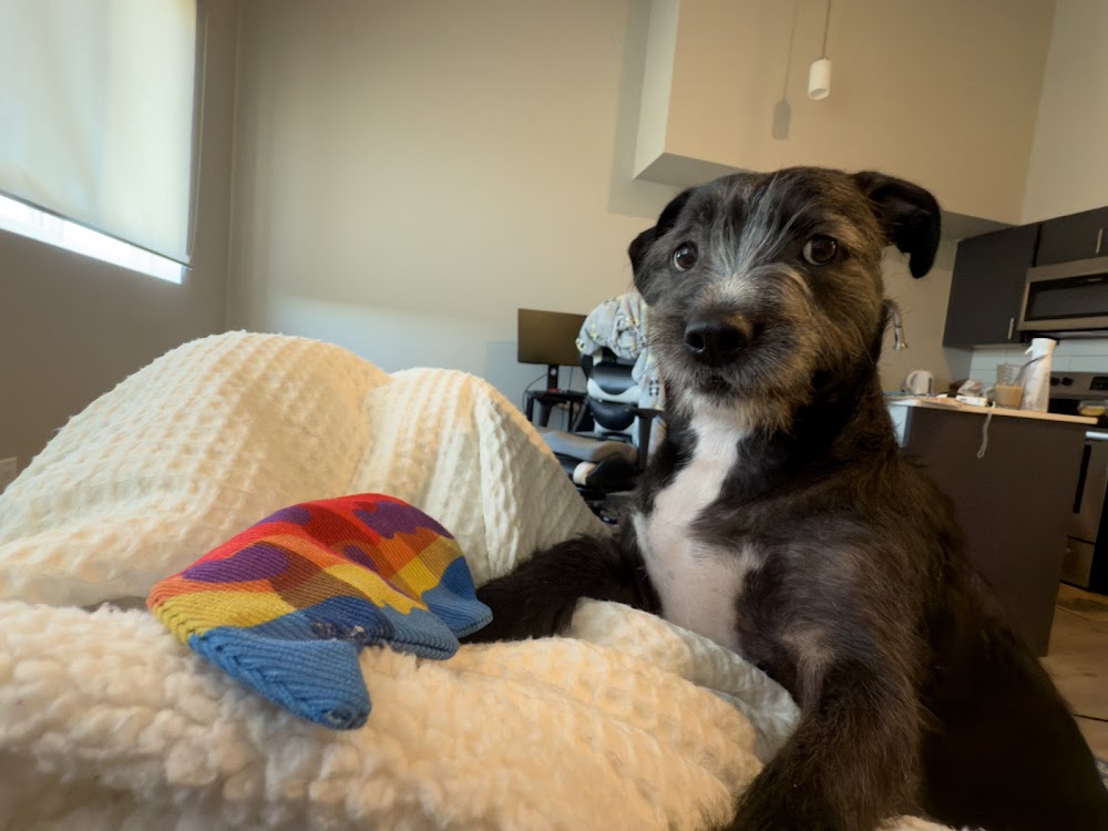 The Center for Animal Wellness